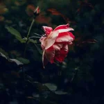 دانلود اهنگ دختر چشم ابرو مشکی که دل نمیده به هیشکی