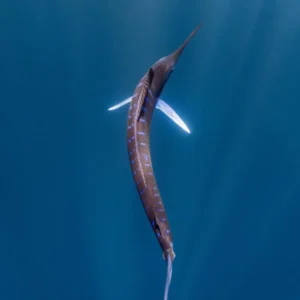 دانلود آهنگ آه له له آه له آس چالش ترند
