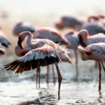 دانلود آهنگ روی تخت نشستی چشمات خماره