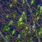 دانلود آهنگ تلخون افسردگی