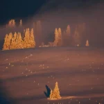 دانلود آهنگ دیدی ای دل که غم عشق دگربار چه کرد