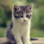 دانلود آهنگ فانک میو میو