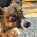 دانلود آهنگ خواستن چپمون کنین ولی ماها همش راستیم