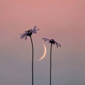 دانلود ریمیکس دیگه رسیدم به مرز باختن ترند