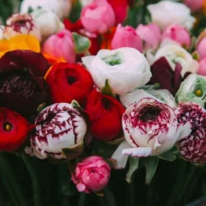 دانلود آهنگ  کرمانجی هره گوله